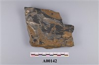 藏品(植物化石)的圖片